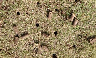 Hollow tine holes and plugs.