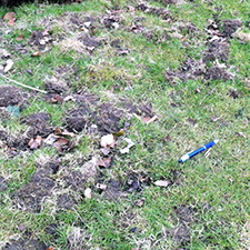 Photo of damage by badgers and birds digging for chafer grubs. March 2013