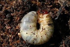 Chafer Grub photo