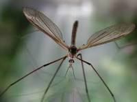 Crane Fly Photo