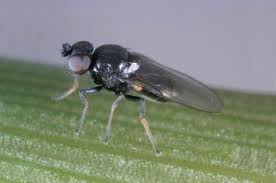 Frit Fly Photo