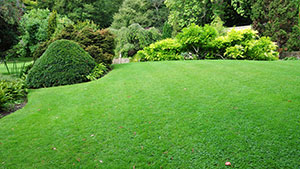 Photo of beautiful green lawn and border.