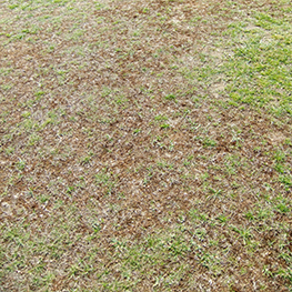 Photo of moss in croquet lawn