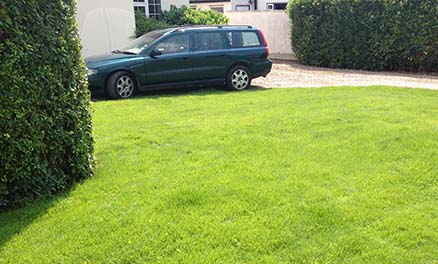 photo of a re-seeded lawn 8 weeks after sowing.