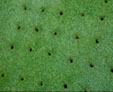 holes made by lawn aerator