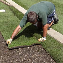 Fresh green turf being laid on prepared ground