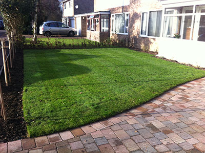 turf 4 weeks after laying and first lawn care treatment 